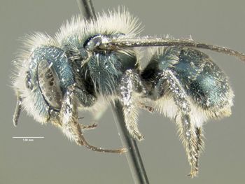 Media type: image;   Entomology 610965 Aspect: habitus lateral view